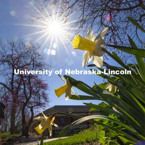 Daffodils and Redbud trees blooming on campus. Spring on City Campus. April 12, 2021. Photo by Craig Chandler / University Communication.  