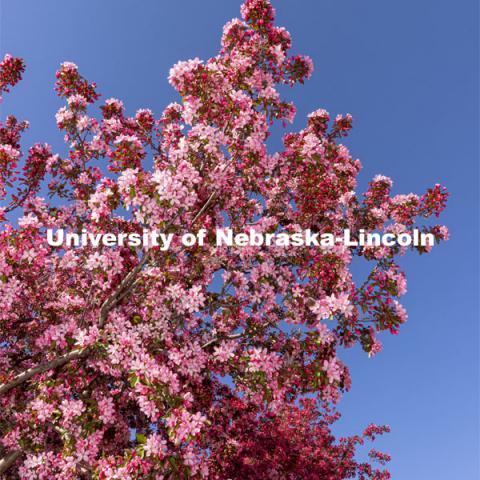 Pink flowering Crabapple tree. Spring on City Campus. April 12, 2021. Photo by Craig Chandler / University Communication.  