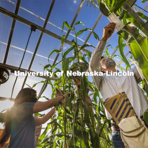 Nebraska's Cleo Babor, a sophomore plant biology major and new McNair Scholar, and David Holding, associate professor of agronomy and horticulture, pollinate corn hybrids in the Beadle Center greenhouse. The hybrids represent several new breeding programs involving crosses between varieties to develop a multi-colored sweet corn, a variant that features high lysine, and multi-colored, quality-protein popcorn. April 13, 2021. Photo by Craig Chandler / University Communication.