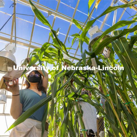 Nebraska's Cleo Babor, a sophomore plant biology major and new McNair Scholar, and David Holding, associate professor of agronomy and horticulture, pollinate corn hybrids in the Beadle Center greenhouse. The hybrids represent several new breeding programs involving crosses between varieties to develop a multi-colored sweet corn, a variant that features high lysine, and multi-colored, quality-protein popcorn. April 13, 2021. Photo by Craig Chandler / University Communication.