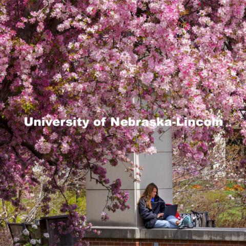 Audrey Freyhof, a junior from Hamilton, Michigan, studies amongst the flowering trees on the ledge of the Meier Commons. Spring on City Campus. April 15, 2021. Photo by Craig Chandler / University Communication.