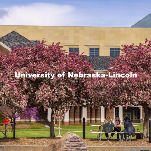 Three young women enjoy lunch at a picnic table under the flowering spring trees at the City Union Plaza. Spring on City Campus. April 15, 2021. Photo by Craig Chandler / University Communication.