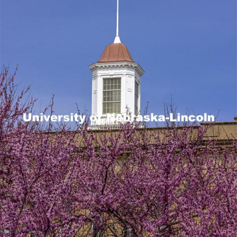 Love Library Cupola is framed by beautiful purple blooms from the spring trees on City Campus. Spring on City Campus. April 15, 2021. Photo by Craig Chandler / University Communication.