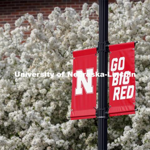 Nebraska N Banners are surrounded by white spring blossoms from a pear tree. Spring on City Campus. April 27, 2021. Photo by Craig Chandler / University Communication.  