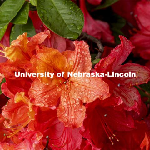 Apricot Blush Rhododendron on East Campus’ Maxwell Arboretum.  May 18, 2021. Photo by Craig Chandler / University Communication.  