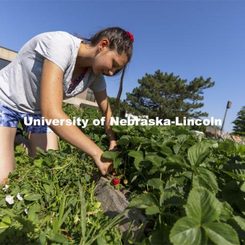 Kat Woerner picks strawberries in the Student Organic Farm on East Campus. June 10, 2021. Photo by Craig Chandler / University Communication.