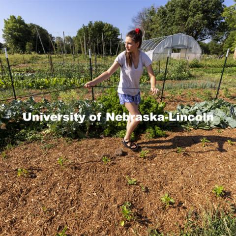 Kat Woerner helps Nash Leef pull soaker hoses through the garden beds in the Student Organic Farm on East Campus. June 10, 2021. Photo by Craig Chandler / University Communication.