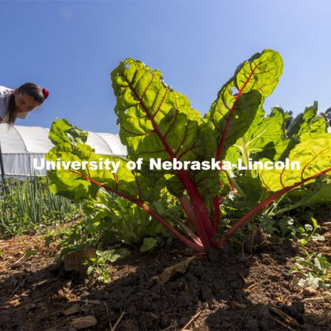 Swiss chard is highlighted by the morning sun. Student Organic Farm on East Campus. June 10, 2021. Photo by Craig Chandler / University Communication.