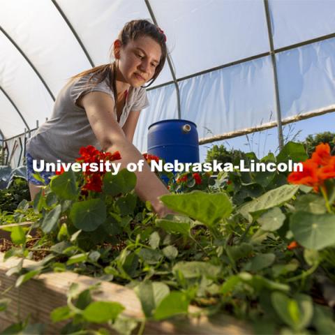 Kat Woerner weeds a bed of nasturtiums in the Student Organic Garden on East Campus. Nnasturtiums are grown as companion plants primarily, but also for their edible flowers. June 10, 2021. Photo by Craig Chandler / University Communication.