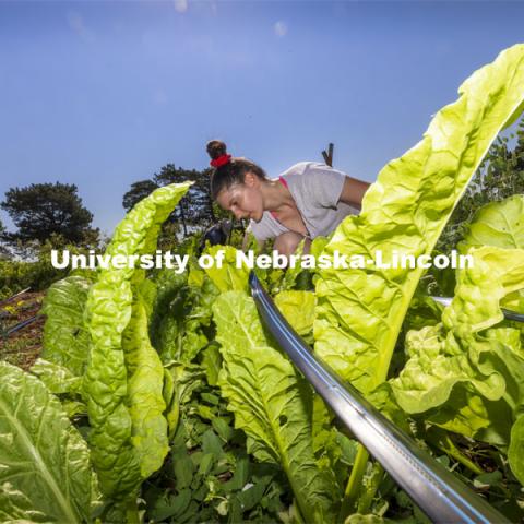 Kat Woerner works in the Student Organic Garden on East Campus. June 10, 2021. Photo by Craig Chandler / University Communication.