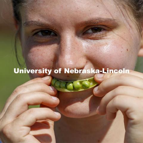 Kat Woerner flashes an organic smile in the Student Organic Garden on East Campus with a pea pod. June 10, 2021. Photo by Craig Chandler / University Communication.