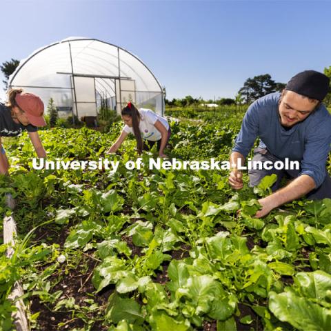 Kennadi Griffis, Kat Woerner and Dylan Usher weed a bed in the Student Organic Garden on East Campus. June 10, 2021. Photo by Craig Chandler / University Communication.