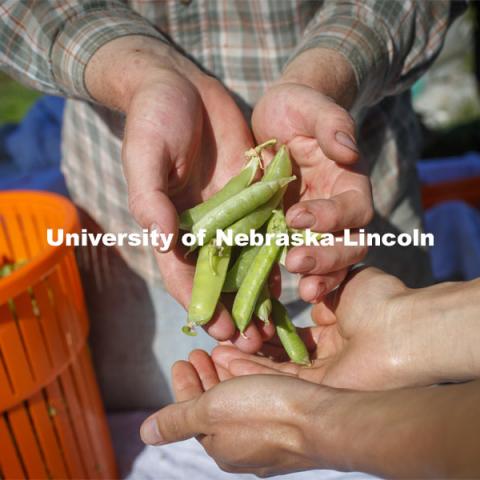 Students work in the Student Organic Garden on East Campus while CSA (Community Supported Agriculture) members pick up their produce. June 12, 2021. Photo by Craig Chandler / University Communication.