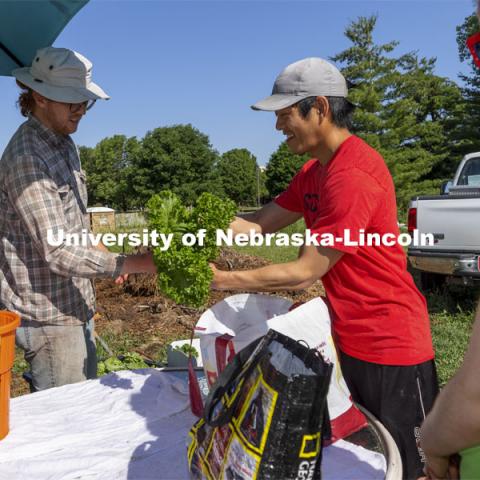 Albert Nguyen and Alyssa Amen are members of the CSA and pick up their weekly produce from Nash Leef. Students work in the Student Organic Garden on East Campus while CSA (Community Supported Agriculture) members pick up their produce. June 12, 2021. Photo by Craig Chandler / University Communication.