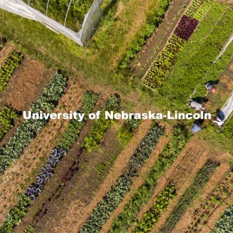 Aerial view of the UNL Student Organic Farm. Students work in the Student Organic Garden on East Campus while CSA (Community Supported Agriculture) members pick up their produce. June 12, 2021. Photo by Craig Chandler / University Communication.