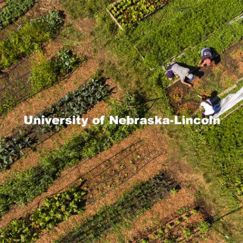 Aerial view of the UNL Student Organic Farm. Students work in the Student Organic Garden on East Campus while CSA (Community Supported Agriculture) members pick up their produce. June 12, 2021. Photo by Craig Chandler / University Communication.