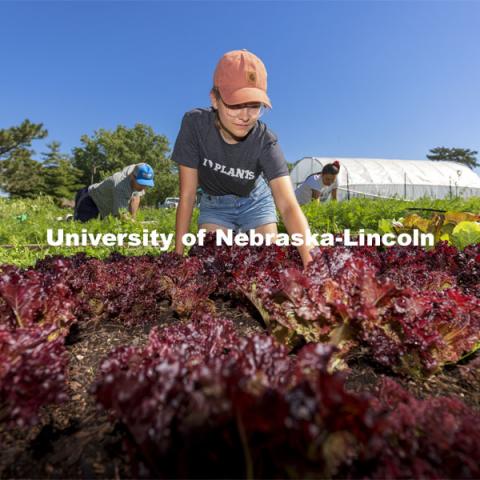 Kennadi Griffis, a sophomore in environmental science from Lincoln, weeds a row of Midnight Ruffles lettuce. Students work in the Student Organic Garden on East Campus while CSA (Community Supported Agriculture) members pick up their produce. June 12, 2021. Photo by Craig Chandler / University Communication.