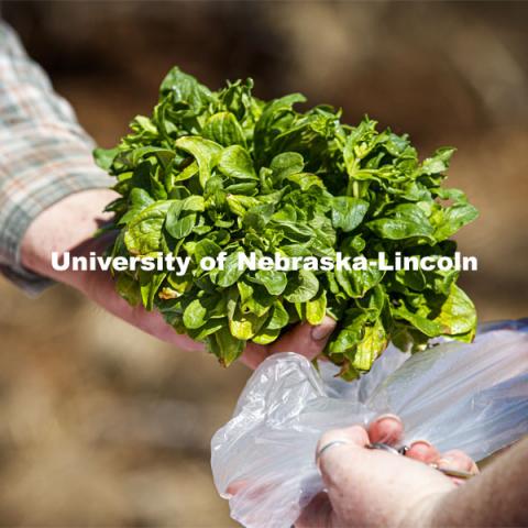 Mache Lettuce, also known as Corn Salad, is one of the varieties the CSA patrons received Saturday. Students work in the Student Organic Garden on East Campus while CSA (Community Supported Agriculture) members pick up their produce. June 12, 2021. Photo by Craig Chandler / University Communication.