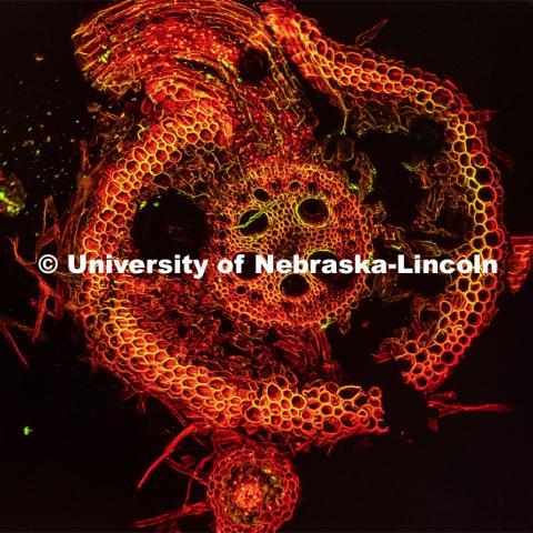 Flow Cytometry Service Center Manager, Dirk Anderson looks at a slice of a corn root being attacked by a parasite. The Morrison Microscopy Core Research Facility in Beadle Hall. Nebraska Center for Biotechnology. June 15, 2021. Photo by Craig Chandler / University Communication.