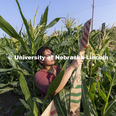 Cleopatra Babor bags corn pollen samples as part of her summer McNair Scholar research project. Professor David Holding and students field pollinate his research corn fields on East Campus. July 27, 2021. Photo by Craig Chandler / University Communication.