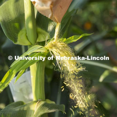 Pollen is poured over the silks of an ear of corn. Professor David Holding and students field pollinate his research corn fields on East Campus. July 27, 2021. Photo by Craig Chandler / University Communication.