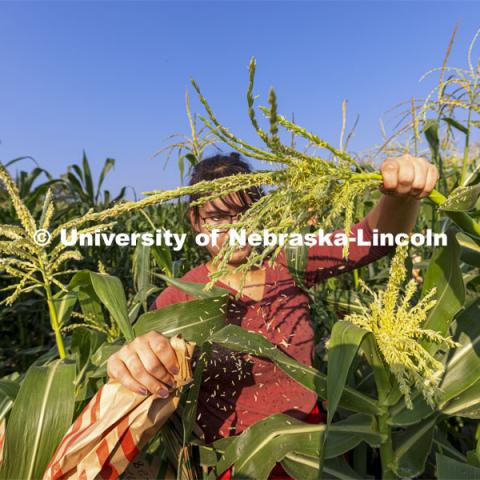 Extra pollen falls to the ground as Cleopatra Babor slowly pulls the tassel from its protective bag while cross pollinating corn as part of her summer McNair Scholar research project. Professor David Holding and students field pollinate his research corn fields on East Campus. July 27, 2021. Photo by Craig Chandler / University Communication.