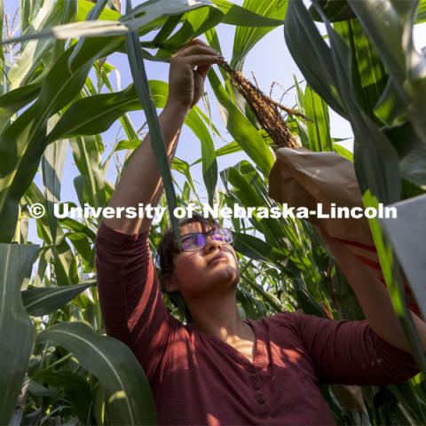 Extra pollen falls to the ground as Cleopatra Babor slowly pulls the tassel from its protective bag while cross pollinating corn as part of her summer McNair Scholar research project. Professor David Holding and students field pollinate his research corn fields on East Campus. July 27, 2021. Photo by Craig Chandler / University Communication.