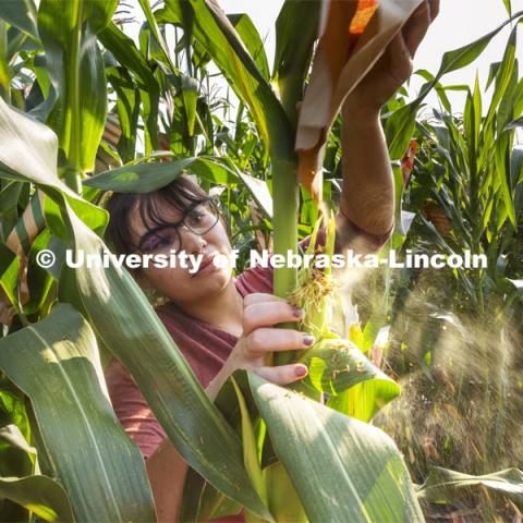 Pollen pours out as Cleopatra Babor pollinates the silks of an ear of corn as part of her summer McNair Scholar research project. Professor David Holding and students field pollinate his research corn fields on East Campus. July 27, 2021. Photo by Craig Chandler / University Communication.