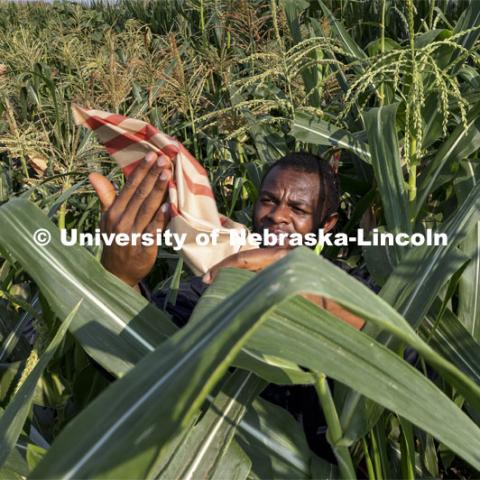 Jonathan Niyorukundo taps a pollination bag to collect the corn pollen in the research field. Professor David Holding and students field pollinate his research corn fields on East Campus. July 27, 2021. Photo by Craig Chandler / University Communication.