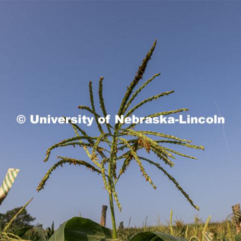 Pollen laden corn tassels get bagged in an East Campus research field. Professor David Holding and students field pollinate his research corn fields on East Campus. July 27, 2021. Photo by Craig Chandler / University Communication.