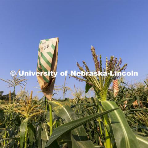 Pollen laden corn tassels get bagged in an East Campus research field. Professor David Holding and students field pollinate his research corn fields on East Campus. July 27, 2021. Photo by Craig Chandler / University Communication.