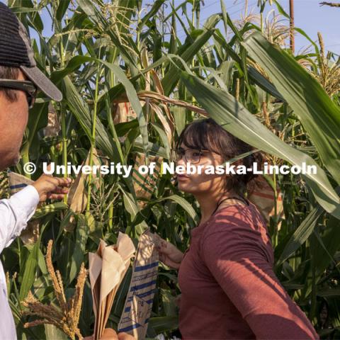 Professor David Holding and Cleopatra Babor discuss which plants have been pollinated in his research corn fields on East Campus. July 27, 2021. Photo by Craig Chandler / University Communication.