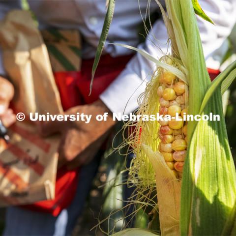 Sweet corn crossed with colored corn shows the coloration of its kernels. The corn is 20-25 days after being pollinating and ready to eat. Professor David Holding and students field pollinate his research corn fields on East Campus. July 27, 2021. Photo by Craig Chandler / University Communication.