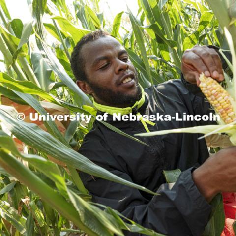 Jonathan Niyorukundo examines an ear of sweet corn that has been crossed with colored corn. The summer research is to see how the corn colors looks 20-25 days after pollination. Professor David Holding and students field pollinate his research corn fields on East Campus. July 27, 2021. Photo by Craig Chandler / University Communication.