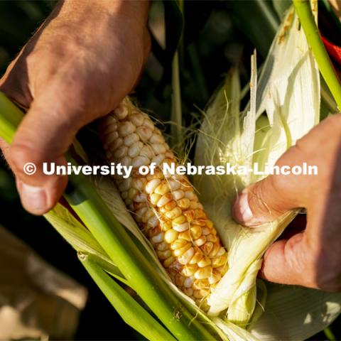 Sweet corn crossed with colored corn shows the coloration of its kernels. The corn is 20-25 days after being pollinating and ready to eat. Professor David Holding and students field pollinate his research corn fields on East Campus. July 27, 2021. Photo by Craig Chandler / University Communication.