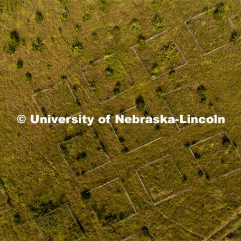 Biological/botanical study plots with invasive Red Cedar trees dot the top of the hill at Reller Prairie Field Station south of Martell, Nebraska. The plots allowed students to measure changes within the prairie. August 3, 2021. Photo by Craig Chandler / University Communication.