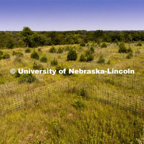 Biological/botanical study plots with invasive Red Cedar trees dot the top of the hill at Reller Prairie Field Station south of Martell, Nebraska. The plots allowed students to measure changes within the prairie. August 3, 2021. Photo by Craig Chandler / University Communication.