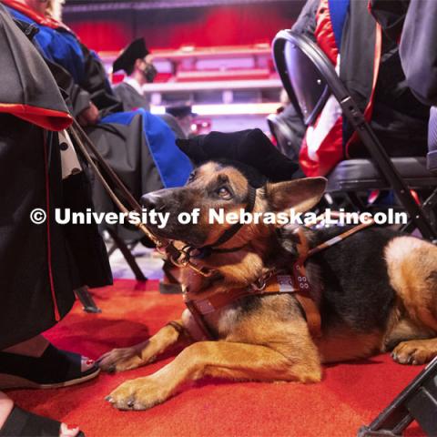 Sheila wears a tam like her owner, Nicole Green. The service dog accompanied Nicole Green across the stage when Green received her doctoral degree in English. Summer Graduate Commencement at Pinnacle Bank Arena. August 13, 2021. Photo by Craig Chandler / University Communication.