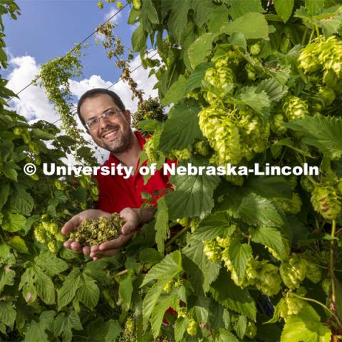 David Mabie, Assistant Professor of Practice in the Department of Biological Systems Engineering, is researching hops and trying various methods of drying to preserve them longer. He holds a handful of conventionally dried but vacuum sealed hops amongst the hops growing in the Backyard Farmer Garden on East Campus. August 19, 2021. Photo by Craig Chandler / University Communication.