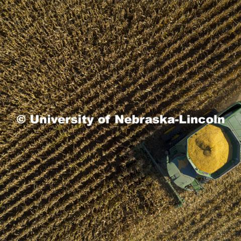 Corn is harvested southeast of Lincoln Monday morning. September 27, 2021. Photo by Craig Chandler / University Communication.