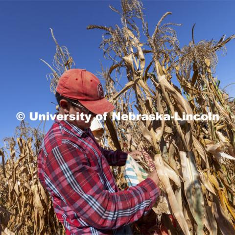 David Holding, Associate Professor of Agronomy and Horticulture, and his team is harvest popcorn trials at their East Campus field. October 4, 2021. Photo by Craig Chandler / University Communication.