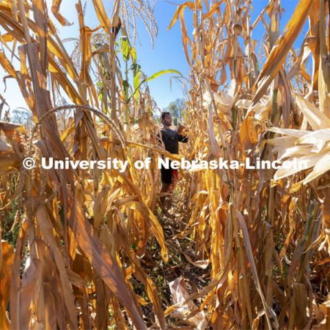 Grad student Jonathan Niyorukundo harvests an ear of corn in David Holding’s research field on East Campus. October 4, 2021. Photo by Craig Chandler / University Communication.