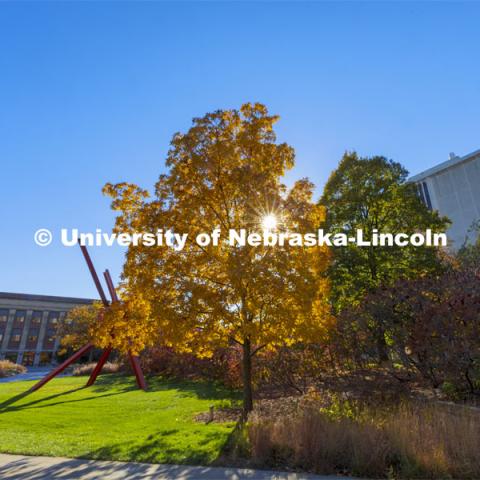 Old Glory is surrounded by fall trees. Fall on city campus. November 5, 2021. Photo by Craig Chandler / University Communication.