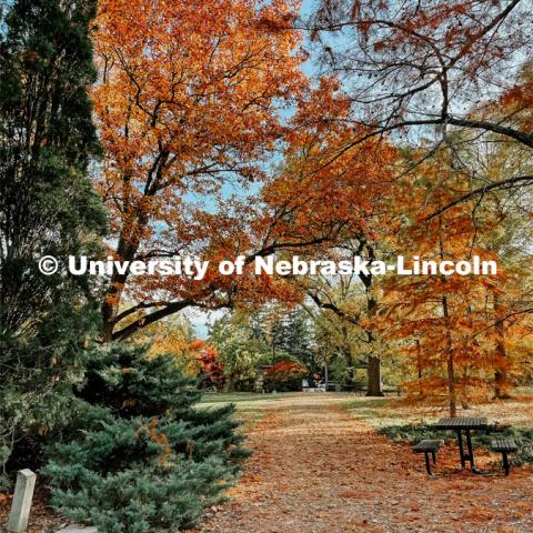 Fall on East Campus. November 6, 2021. Photo by Katie Black / University Communication.