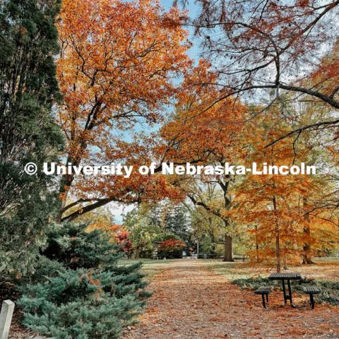 Fall on East Campus. November 6, 2021. Photo by Katie Black / University Communication.