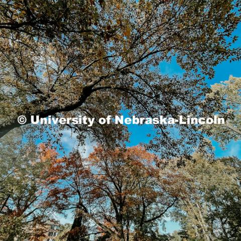 Fall on East Campus. November 6, 2021. Photo by Katie Black / University Communication.