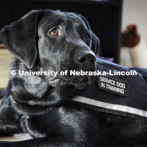 Freddie is a service dog that is being trained by Liz Higley, a 2019 Animal Science grad and owner of Uplifting Paws. February 2, 2022. Photo by Craig Chandler / University Communication.