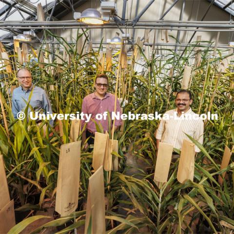 Scott Sattler, Tomas Helikar and Joe Louis are researching sorghum genetics to develop plants that can fend off sugar cane aphids which are attacking sorghum crops in the south and as far north as Kansas. February 8, 2022. Photo by Craig Chandler / University Communication.
