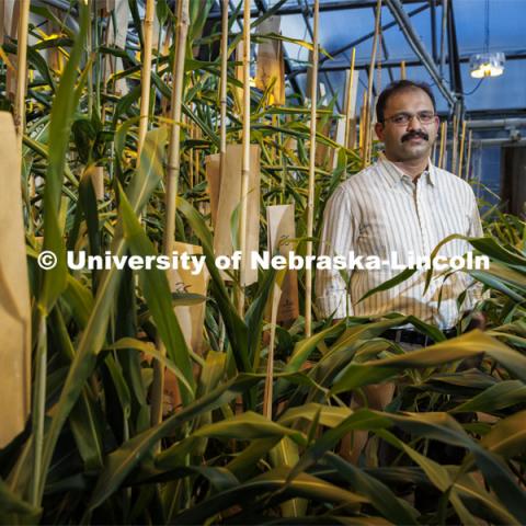 Joe Louis is researching sorghum genetics to develop sorghum that can fend off sugar cane aphids which are attacking sorghum crops in the south and as far north as Kansas. Louis has been named the Eberhard Professor of Agricultural Entomology in recognition of his innovative research on plant resistance to insect pests as well as for his instructional outreach, including to underrepresented student populations. February 8, 2022. Photo by Craig Chandler / University Communication.