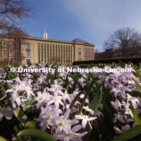 Flowers in bloom outside Love Library South. April 11, 2022. Photo by Craig Chandler / University Communication.